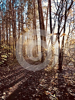 Light shines through the trees of a forest in Otwock, Poland - AUTUMN