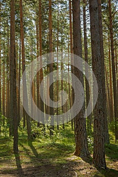 Light shining down in nature forest