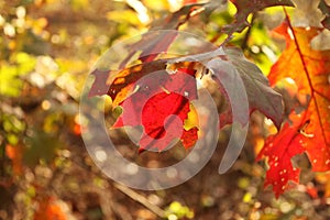 Light shining through fall leaves blurred backgound