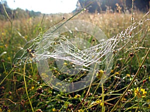Light shining spiderweb with dew in the grass in the sunny meadow