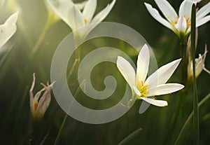 The light shining to the white flowers, close up flower