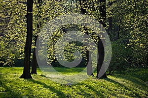 Light shining through trees