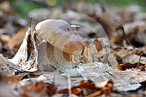Light, small and thick king boletus mushroom in the forest close up. Surrounded by pine needles and dry leaves. Autumn cepe in the