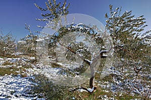 Snow on olive tree