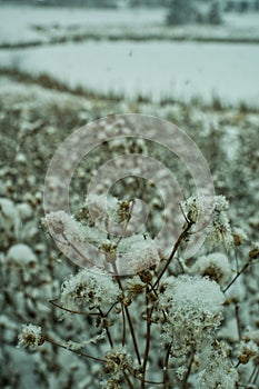 Light snow on a thistle plant snowy winters day