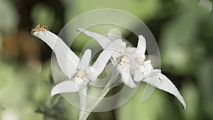 Light spider on edelweiss flower