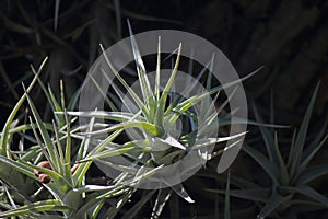 LIGHT ON SPINY LEAVES OF EPIPHYTE PLANT