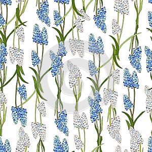 Light spring floral pattern of blue Muscari latifolium. Seamless vector illustration on a white background for fabric