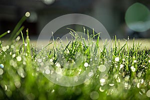light spring green grass background with water dew droplets. Selective focus with background blur. Copy space