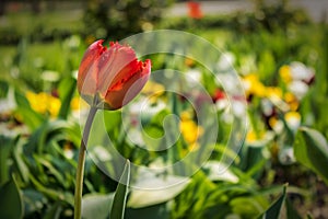 In the light of spring