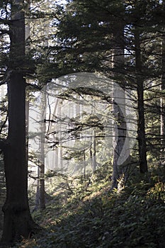 Forest light in Ecola State park. photo