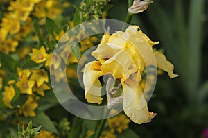 Light summer composition with a yellow iris flower. Urban environment