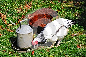 Light Sussex Bantam chickens.