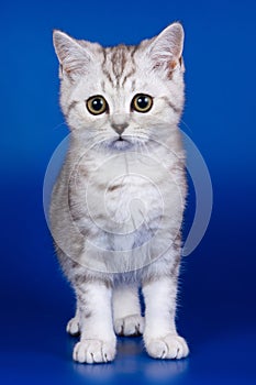 Light tabby British cat kitten