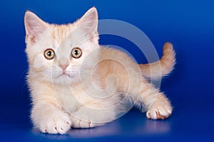 Light tabby British cat kitten on a blue