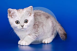 Light tabby British cat kitten on a blue