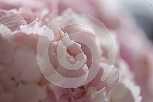 Light tender pink hydrangea bouquet, closeup photo