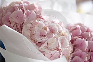 Light tender pink hydrangea bouquet, closeup photo