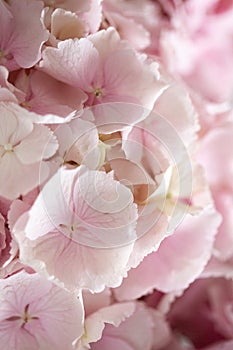 Light tender pink hydrangea bouquet, closeup photo