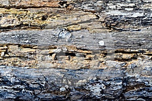 Light texture of tree bark in horizontal plan.