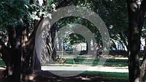 Light of thou heaven near a tree at Cubbon Park, Bangalore, India.