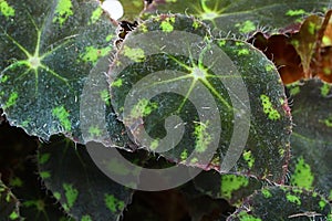 Light to dark green leaves of Begonia Bowerae with jagged edges photo