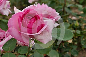 Light to deep pink coloured rose hybrid flower History, cultivated by Tantau photo