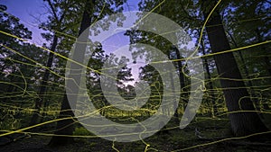 Light trails of fireflies in a forest at twilight.