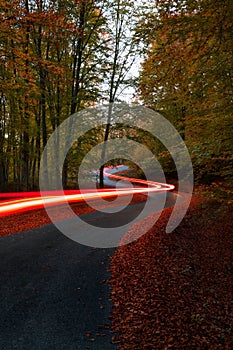 Light trails in the forest