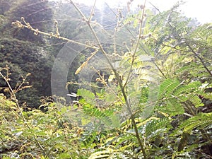 In the light of tree