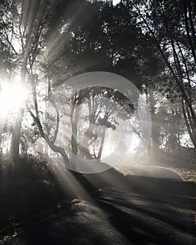 Light through trees