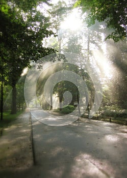 Light through trees in park