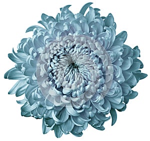 Light turquoise flower chrysanthemum isolated on white background. For design. Clearer focus. Closeup.