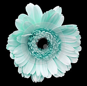 Light turquoise gerbera flower, black isolated background with clipping path. Closeup. no shadows. For design.