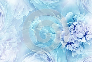 Light turquoise  peony  flowers  and petals peonies   Floral background.  Close-up.