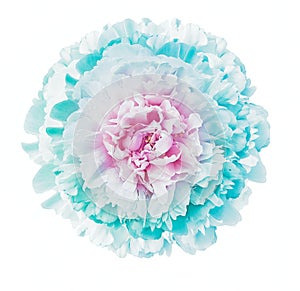 Light turquoiuse  peony  flower  on white isolated background with clipping path. Closeup. For design. photo