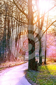 Light Unto My Path, Sun Shining through Trees photo