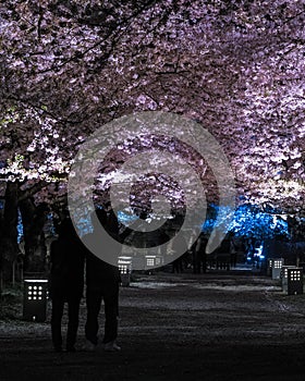 Light up of cherry blossoms tree in Tsuruga Castle Aizu castle