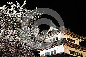 Light up of Hirosaki castle and cherry blossoms photo