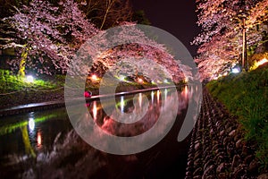 Light up for illuminated cherry blossom trees in night time