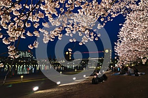 Light up of Sakura blooming in Spring season of Fugan Canal Park in Toyama.