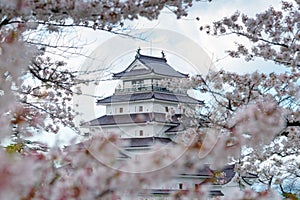 Light up at Tsuruga Castle (Aizu castle) surrounded by hundreds of sakura trees