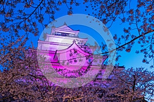 Light up at Tsuruga Castle (Aizu castle) surrounded by hundreds of sakura trees