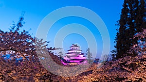 Light up at Tsuruga Castle (Aizu castle) surrounded by hundreds of sakura trees