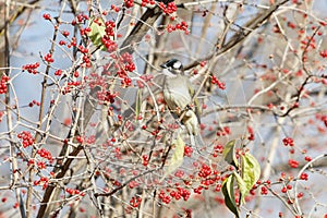 Light vented Bulbul