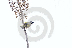 Light-vented Bulbul