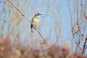 Light-vented Bulbul