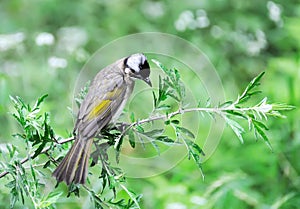 Light-vented Bulbul