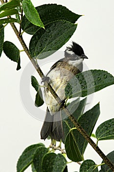 Light-vented Bulbul