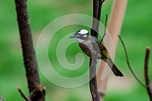 Light-vented Bulbul bulbul on a tree branch